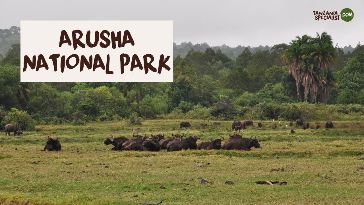 Explore Arusha National Park with Tanzania Specialist