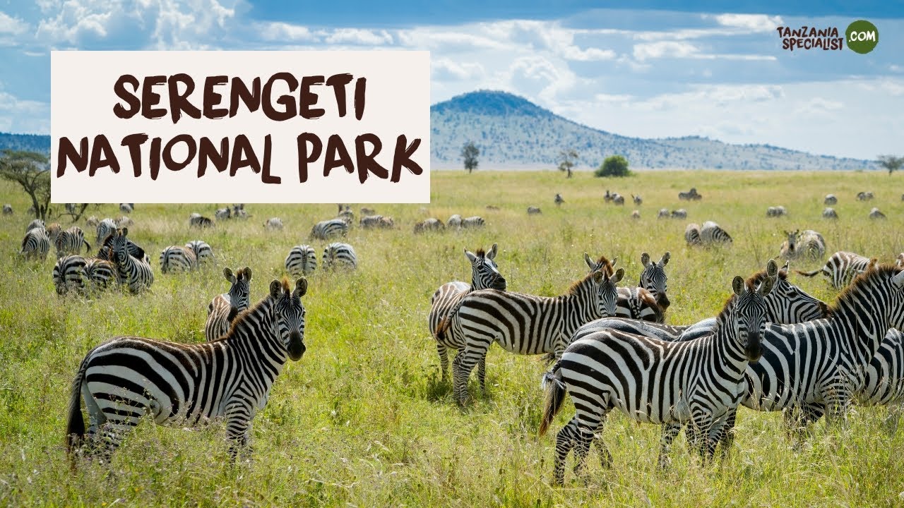 Explore Serengeti National Park with Tanzania Specialist