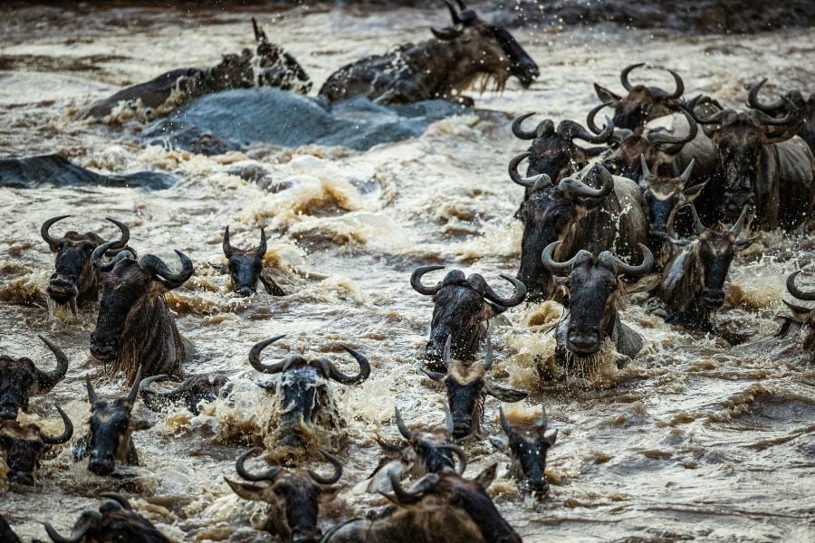 IM_KE_MAR_Wildebeests - Great Migration - Mara River crossing