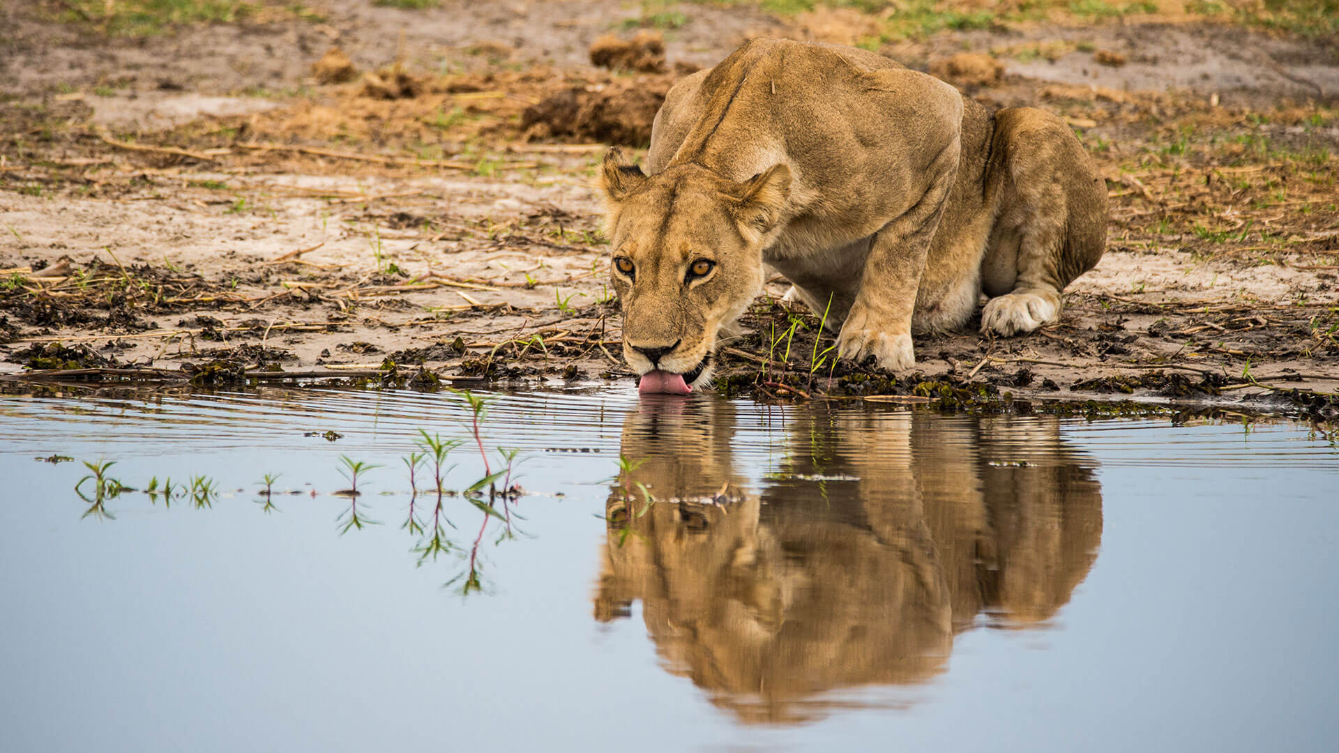 tanzania_lion_compressed