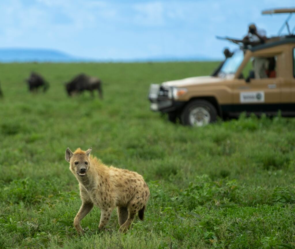 Ngorongoro jeep iena