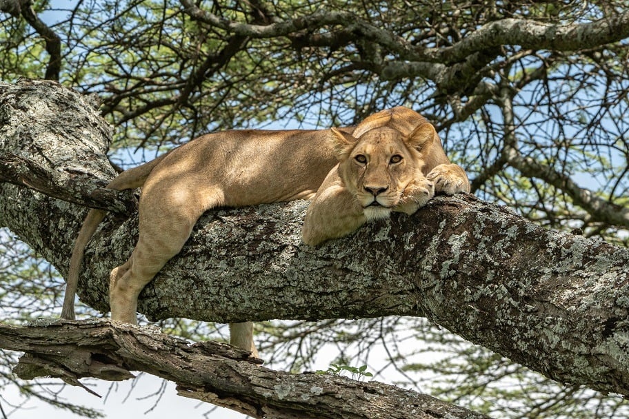 Parco Nazionale del Lago Manyara — safari in grande stile!