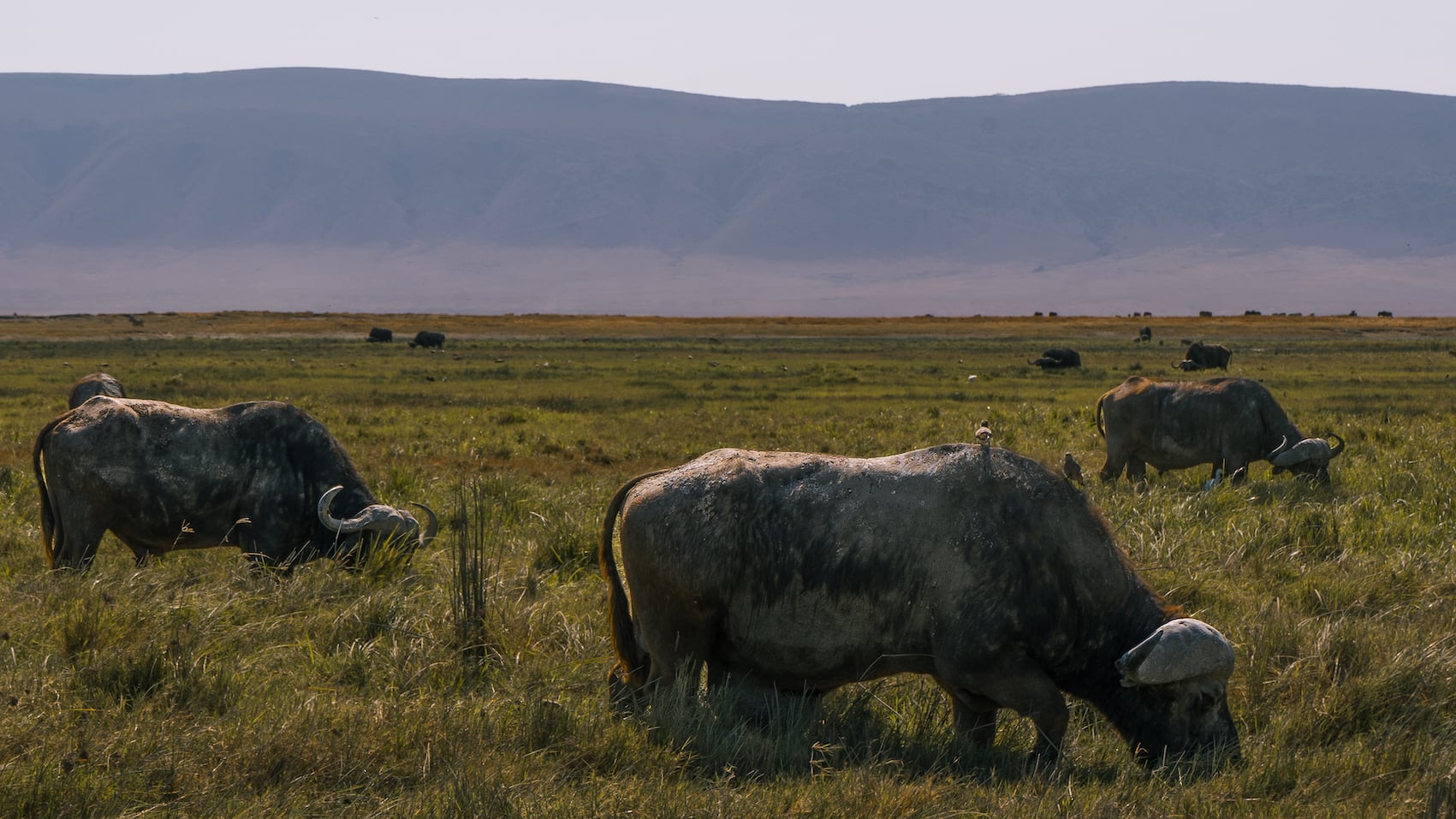 Cratere di Ngorongoro – safari in grande stile