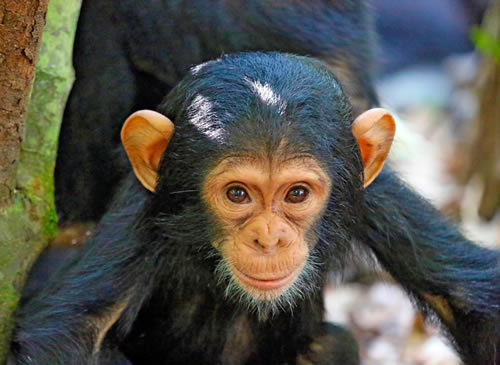 Parco Nazionale delle Montagne Mahale