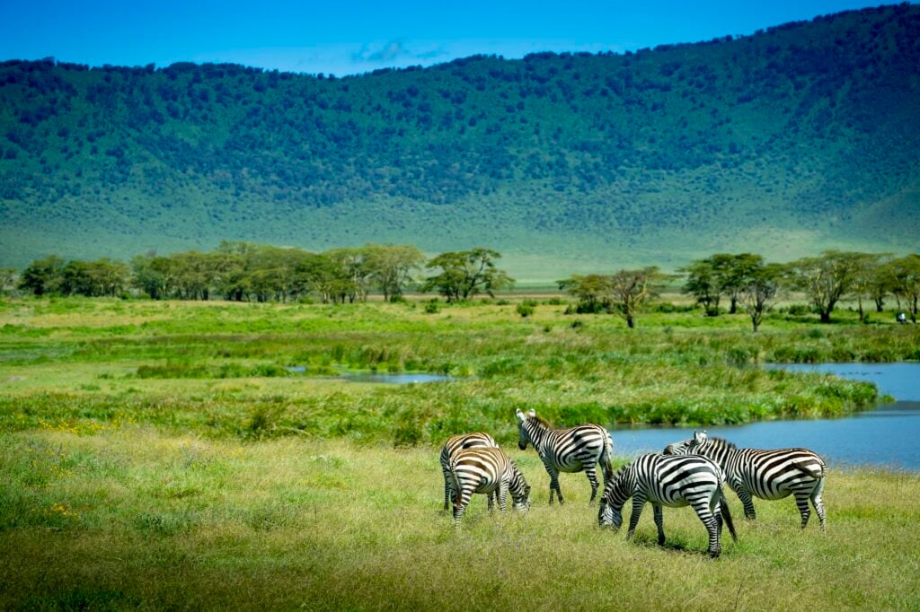 Zebras Ngorongoro crater