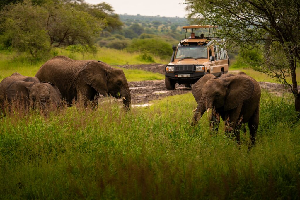 elephants spotted during a safari