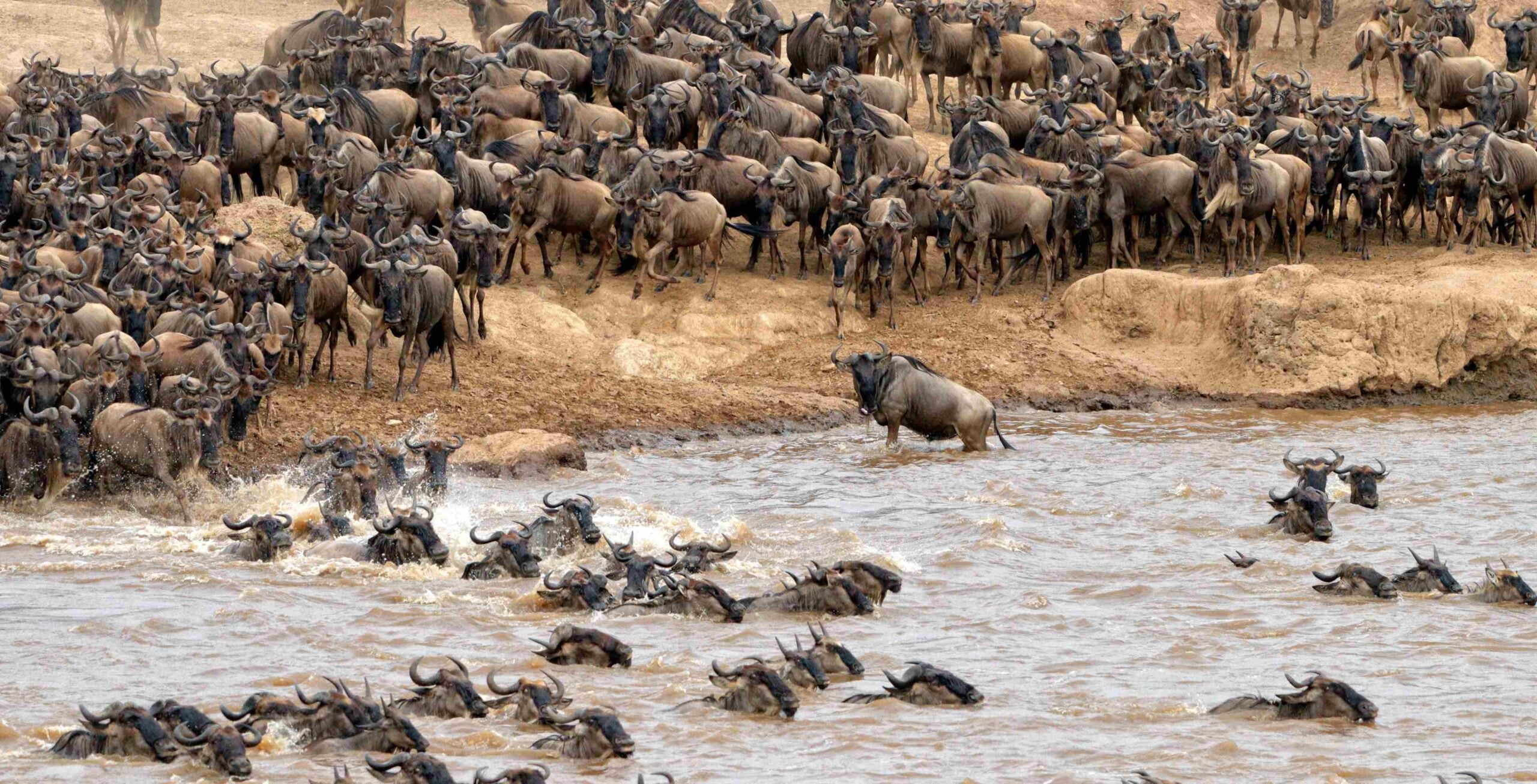 Serengeti settentrionale e Grande Migrazione (possibilità di assistere al famoso attraversamento del fiume Mara)
