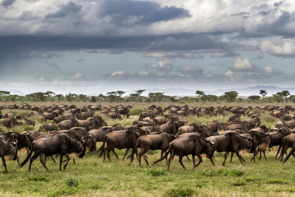 Migliaia di gnu attraversano la savana della Tanzania durante la Grande Migrazione