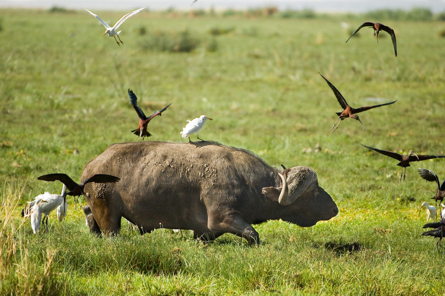 Parco Nazionale del Lago Manyara
