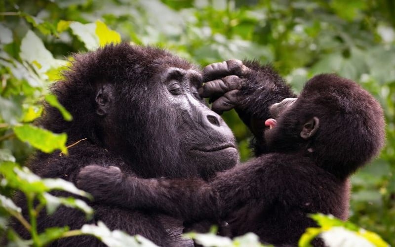 IM_PR_HI_UG_Mother and baby gorilla