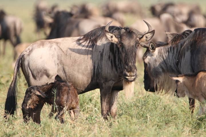 Ndutu (solo da fine dicembre a tutto marzo durante la stagione delle nascite della Grande Migrazione)