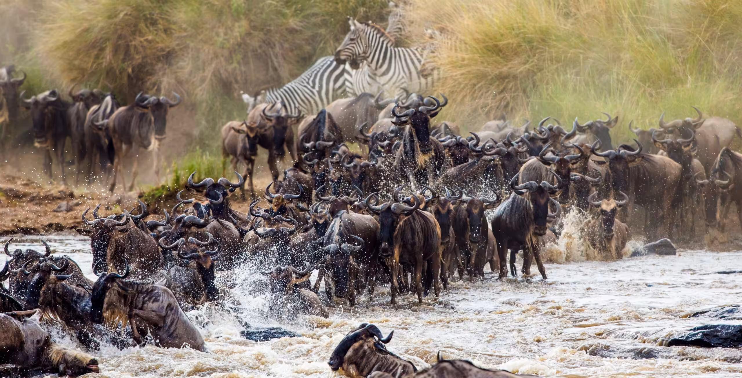 Serengeti settentrionale e Grande Migrazione (possibilità di assistere al famoso attraversamento del fiume Mara)