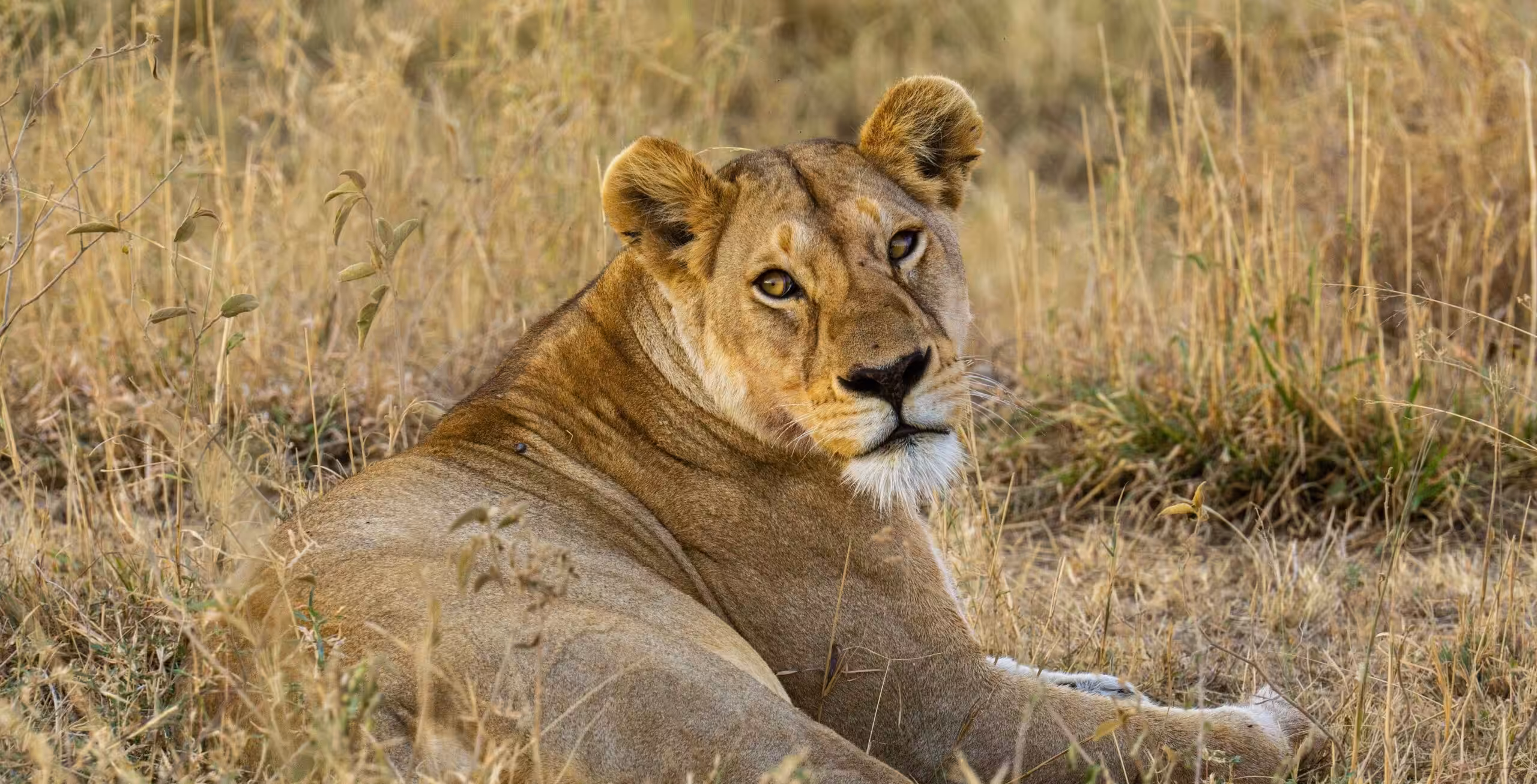 Parco Nazionale del Serengeti in grande stile — in aereo
