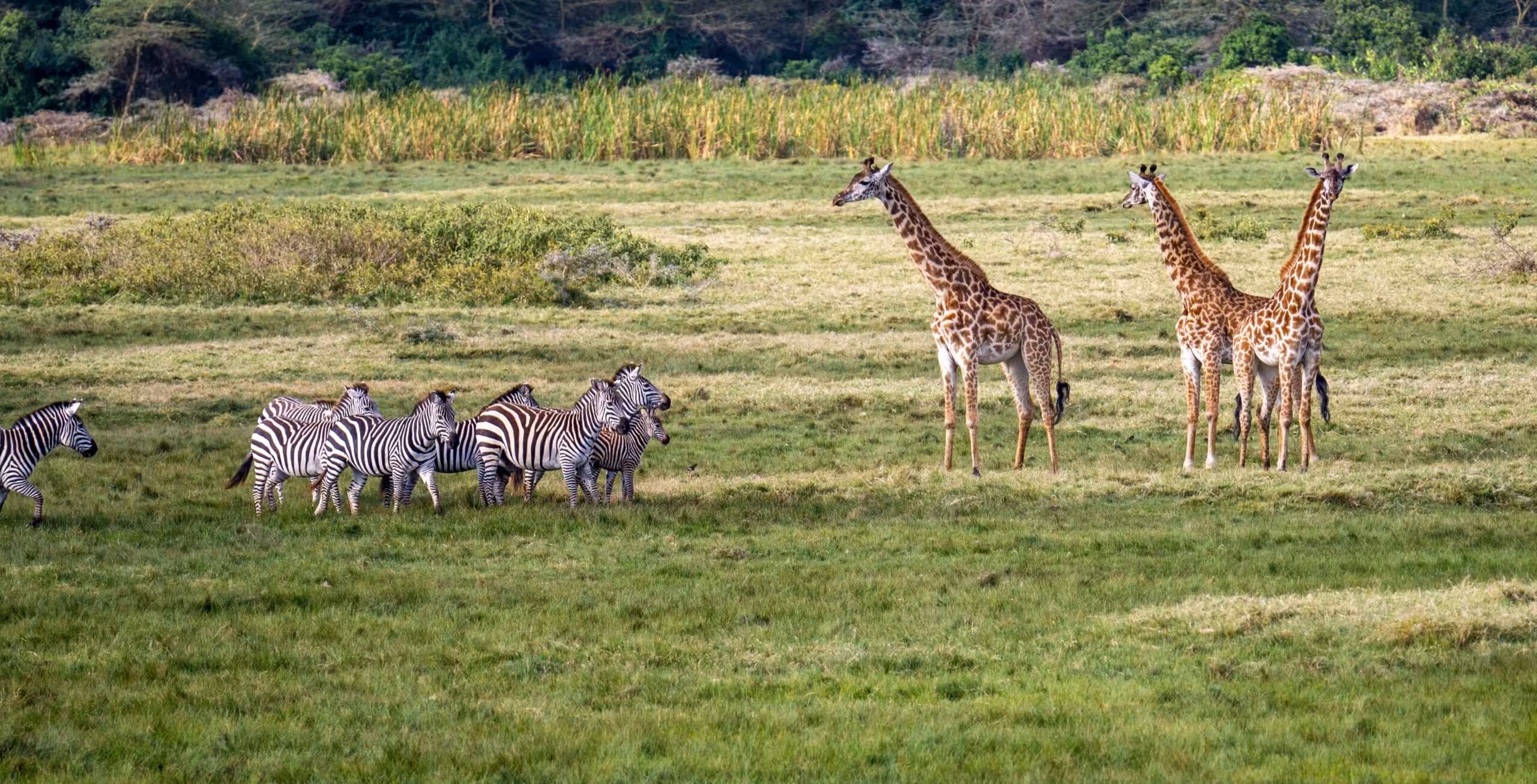 Parco Nazionale di Arusha