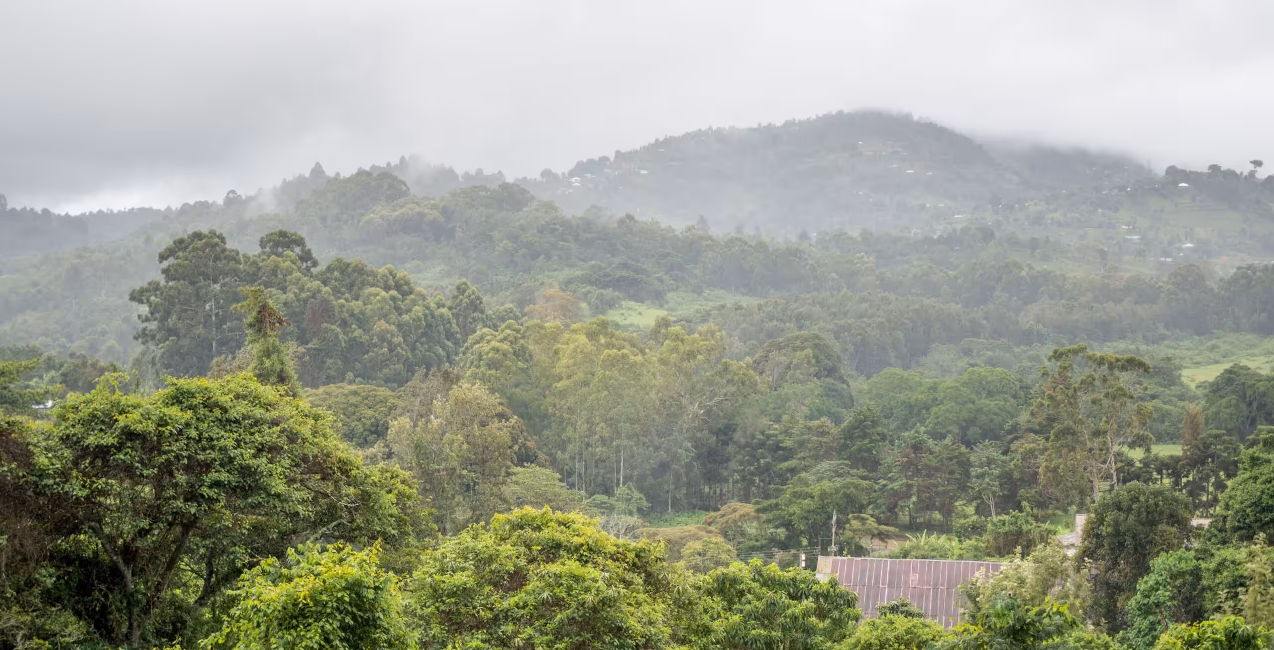 Monti Usambara - Magoroto Forest Estate