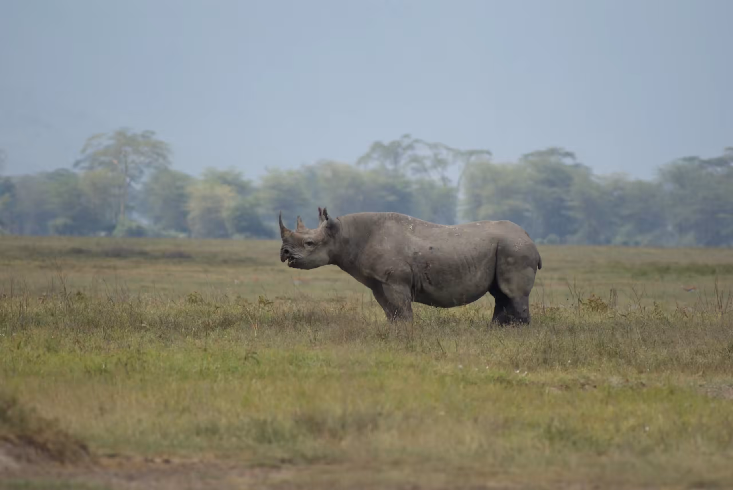 Area di Conservazione di Ngorongoro (incluso il Cratere)