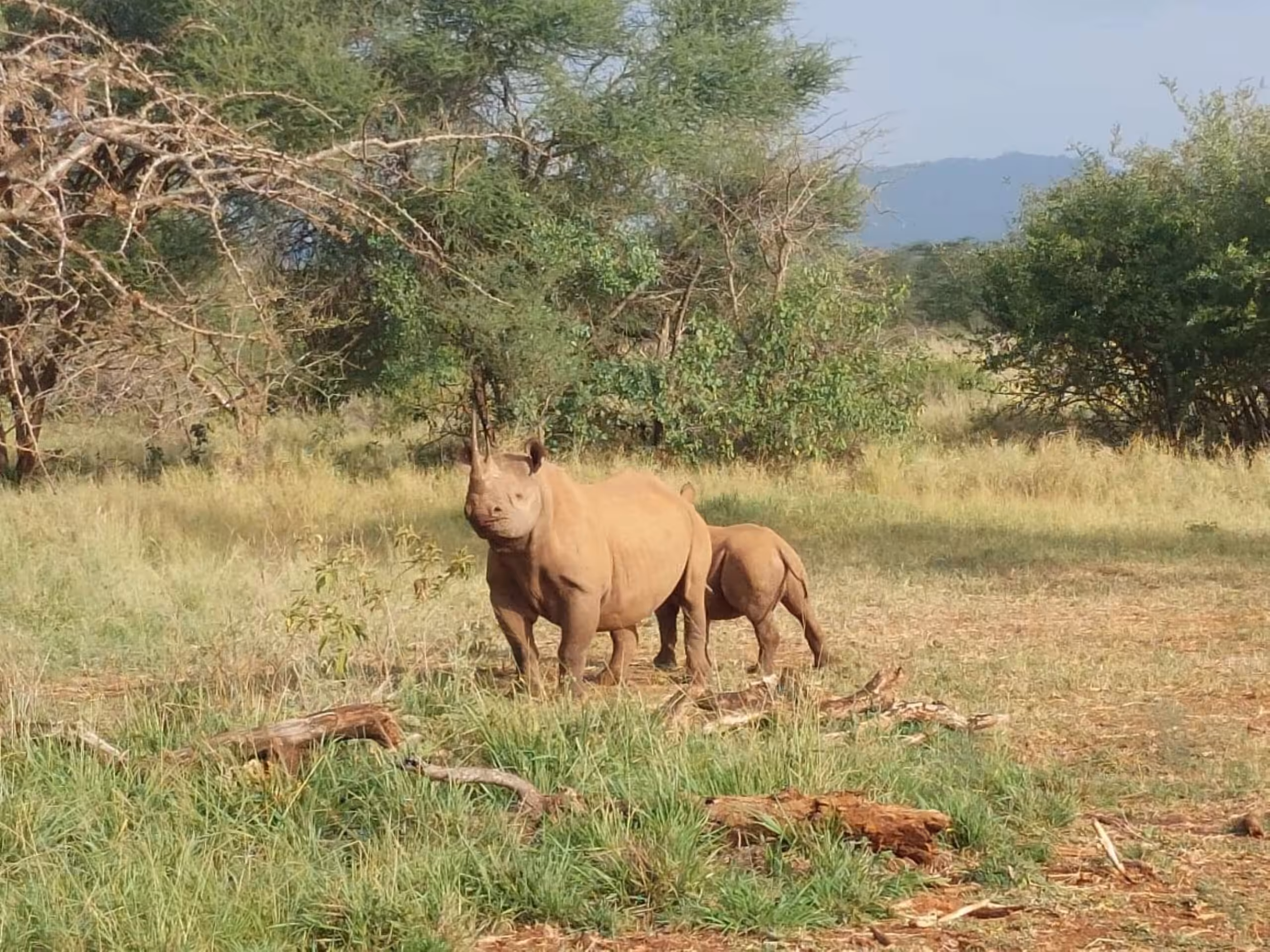 Parco Nazionale Mkomazi