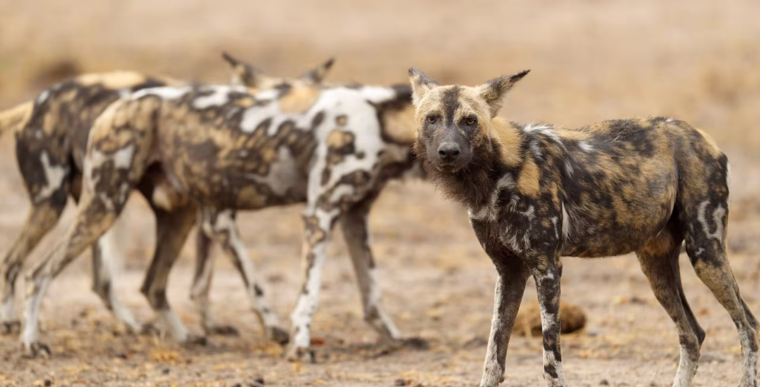 Parco Nazionale Ruaha