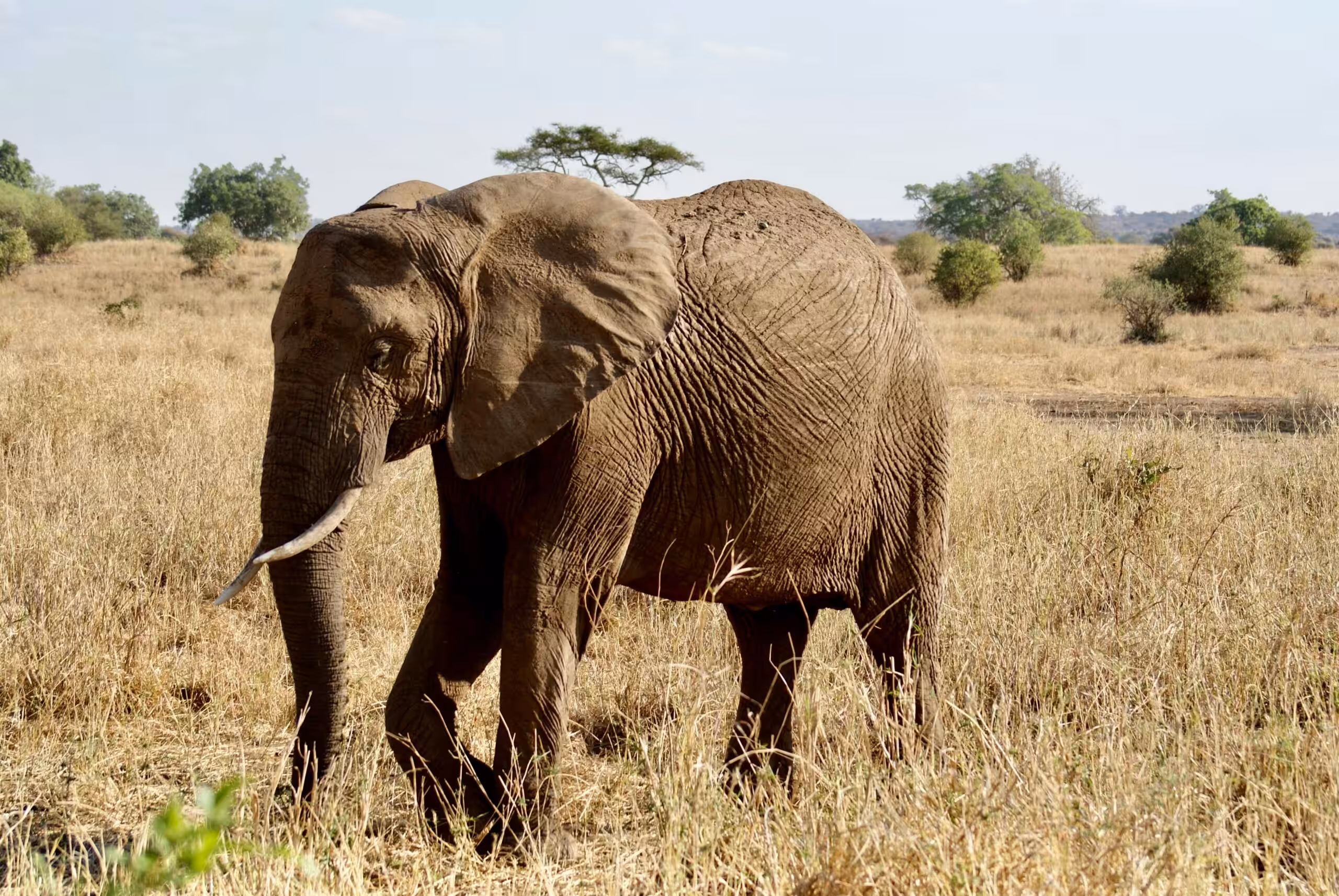 Parco Nazionale del Tarangire — safari in grande stile!