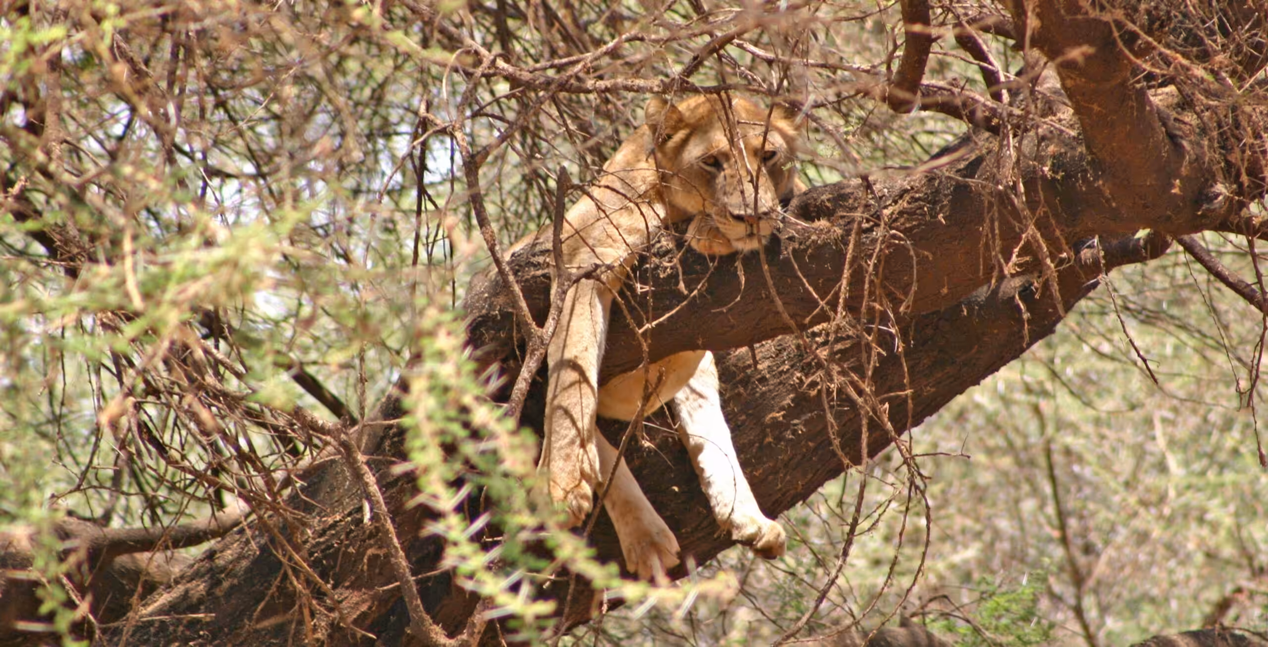 Parco Nazionale del Lago Manyara — safari in grande stile!