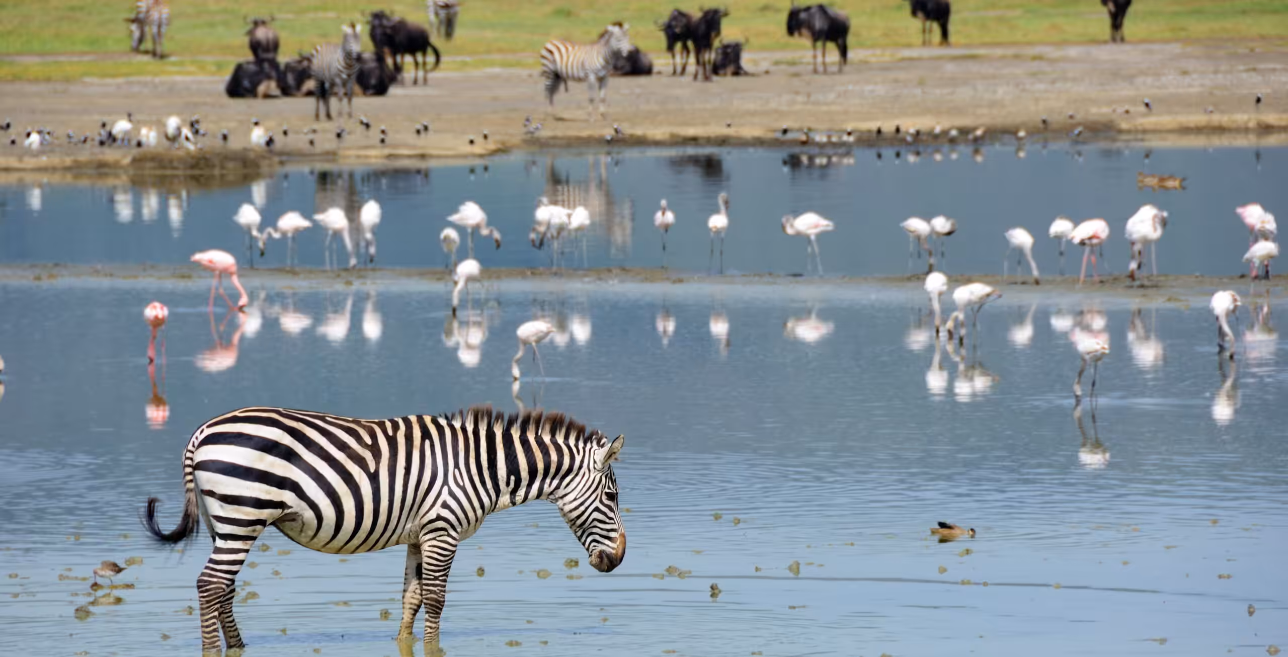 Cratere di Ngorongoro – safari in grande stile