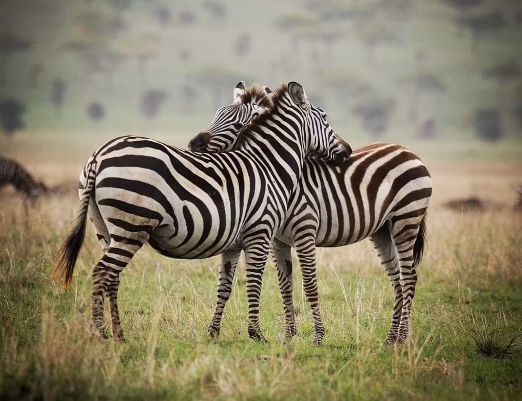 zebre