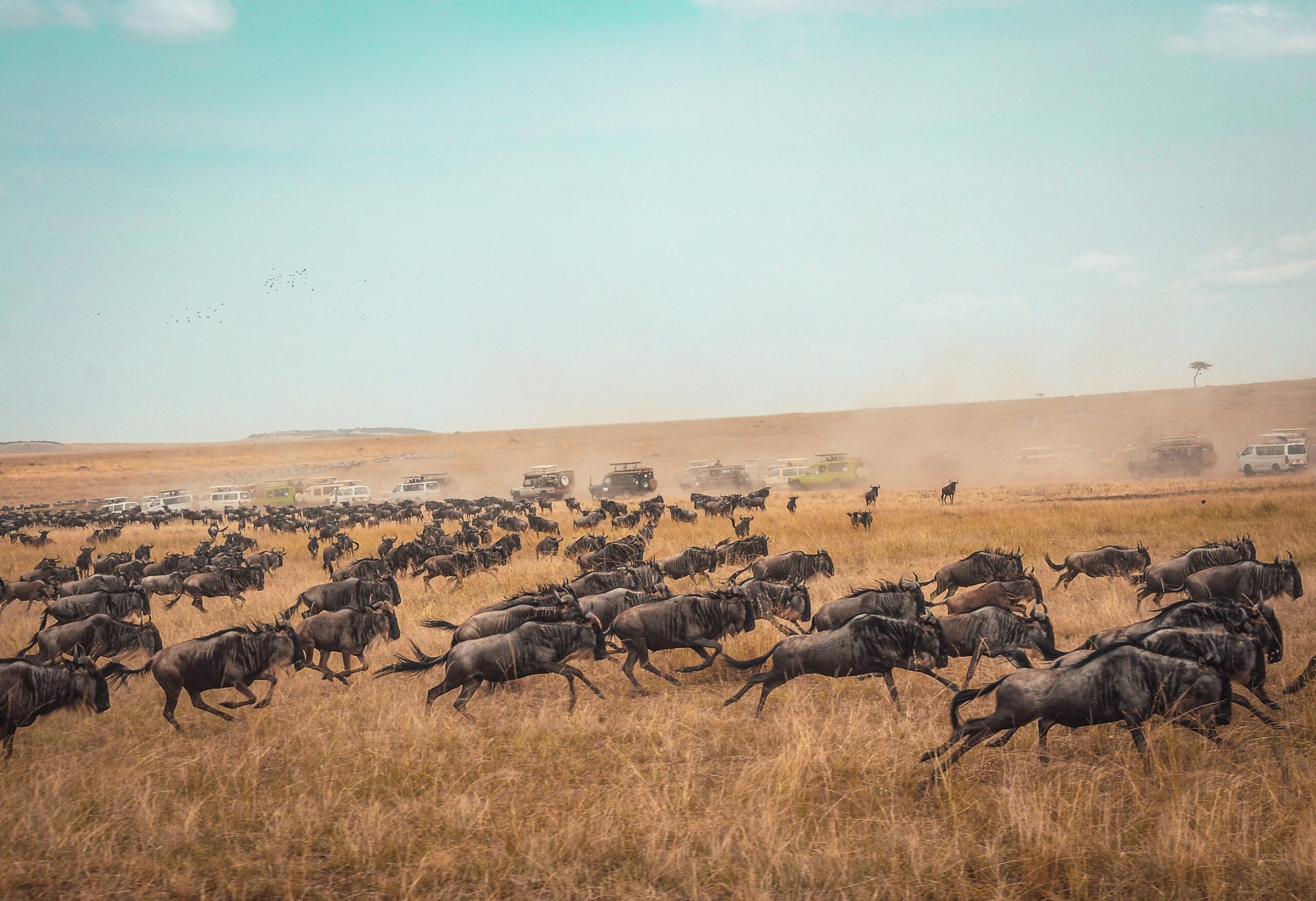 Great WiLDEBEEST migration tanzania specialist Robbin Meulemans