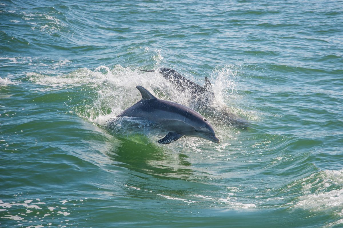 Dolphin Tour