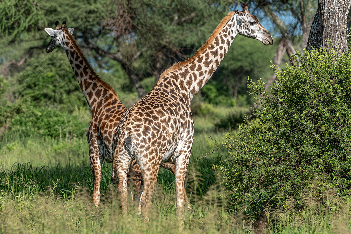 Giraffes