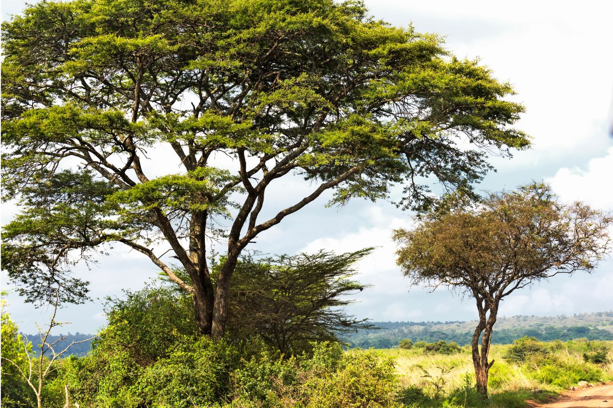 Acacia