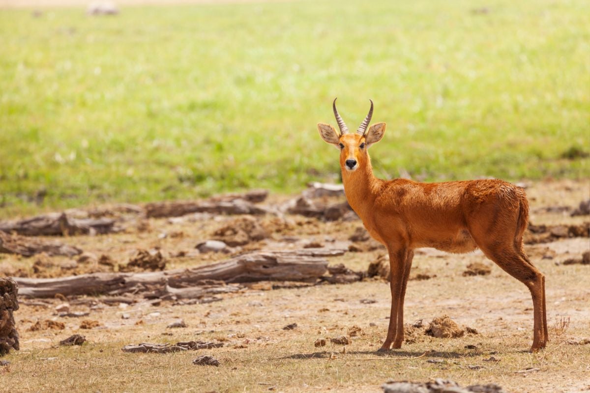 Oribi