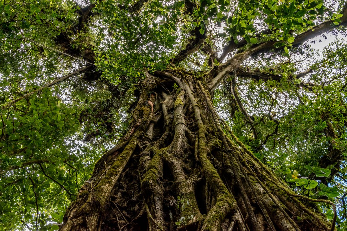 Strangler Fig