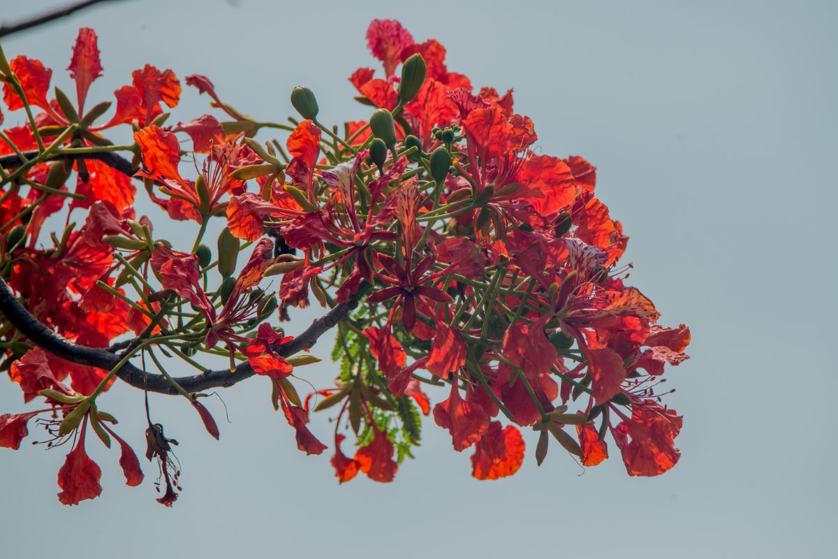 Syzygium Aromaticum