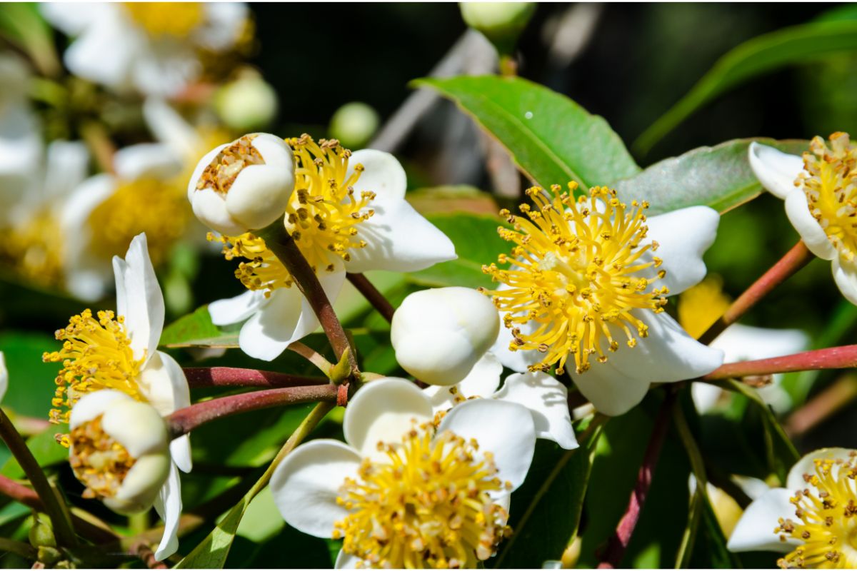 Calophyllum Inophyllum